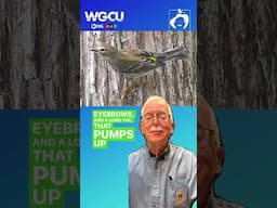 Warblers | WGCU With The Wild Things #shorts #wgcu #wildthings