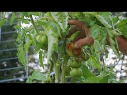 Black Sunken Spots on Tomatoes? What Blossom End Rot Is & How to Fix It!