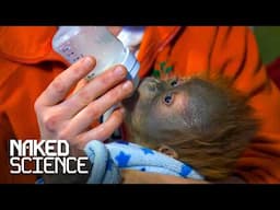 The Science Behind The Nurture Of Orangutans | Monkey Life