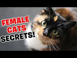 7 Facts You Didn't Know About Female Cats