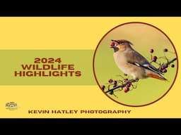 A Year in Focus Kevin Hatley Photography Wildlife Highlights 2024