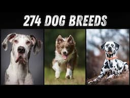 List of dog breeds in the World! Different types of dogs! 🐶🐾