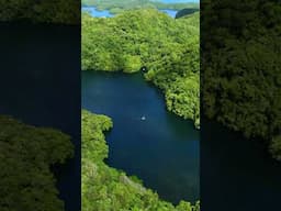 The Lake In Palau Where You Can Swim With Jellyfish