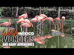 Wildlife Wonders & Rainy Adventures at a Mexican Resort!