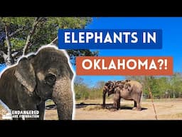 🐘 Endangered Ark Foundation Tour in Hugo, OK | A Day with Endangered Asian Elephants! | RYJ