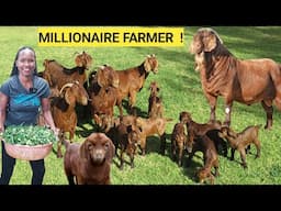 How To Breed GOATS Like A PRO 2025!| Quality Feeds, Breeds, Kidding Goals