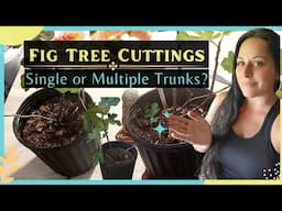 Taking Fig Cuttings | Single or Multiple Trunk Fig Trees?