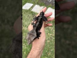 Axanthic Crested Gecko