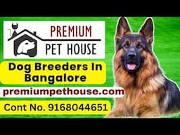 Dog breeders In Bangalore | Puppies for sale online in Bangalore | Premium Pet House | Dog Kennel