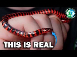 These WEIRD Florida Reptiles Will Blow Your Mind (ft. @MyWildBackyard)