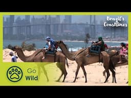 The North-East | Brazil's Coastlines 2/5 | Go Wild