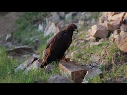 Making of the Golden Eagle movie  by: Steve Chindgren