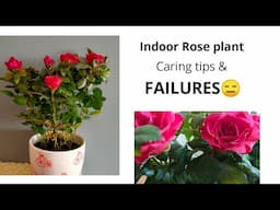 Indoor rose plant care, tips and FAILURES