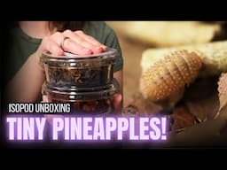 Let's Unbox Some Isopods | Crystal Pineapples  & Zebras!