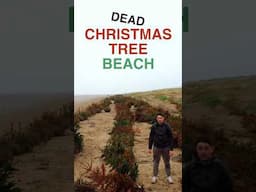 Dead Christmas Trees are Planted on this beach