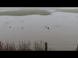 Diving ducks foraging in winter wetlands