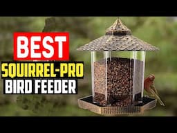 ✅Top 5 Best Squirrel Proof Bird Feeder in 2025