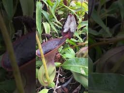 Nepenthes lowii in the highland greenhouse