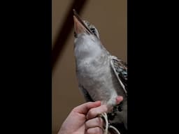 Laughing Kookaburra Call