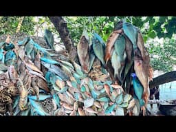 BLUE TAIL #PARROTFISH LIKE THESE #trending #youtube