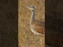 Birds of Masai Mara