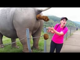 elephant poops at the WORST time..