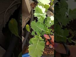 Small Garden Harvest #garden #gardening #containergardening #vegetablegarden #short #shorts