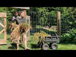 EP15 The LIFE OF GARLIC - Planting/Growing/Harvesting on Our Vancouver Island Homestead