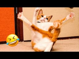 Best Cat And Dog Videos 😅 - Funniest of Cute Animals 😇