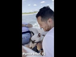 BOAT ride with a BULL TERRIER in Ponce Inlet, FL