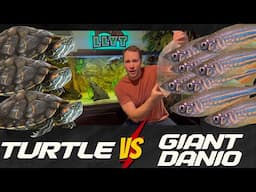 Can Giant Danio Live with Turtles?!