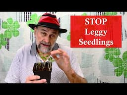 Stop Leggy Seedlings - 4 Tricks You Should Know