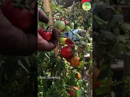 ছাদের প্রথম টমেটো 🍅 সংগ্রহ #roofgardening  #roofgarden #tomato