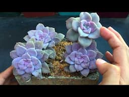 SUPER EASY TO CARE SUCCULENT GRAPTOPETALUM SUPERBUM | SUCCULENT CARE TIPS