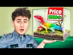 Opening a Store to sell Ultra Rare Geckos