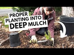 How to plant when mulch is deep 🪴 Step-by-step planting demonstration