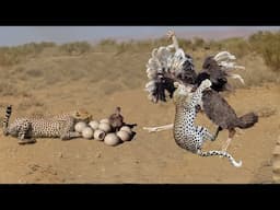 Cheetah Vs Ostrich Fight To Death | Mother Ostrich Don’t Protect Her Newborn From Cheetah