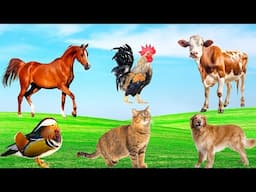 Farm Animals, Animal Sounds - Cat, Kitten, Dog, Sheep, Cow, Rabbit, Horse, Hamster