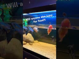 Who will jump for food next?! #fishfood #aquariumfish #contest