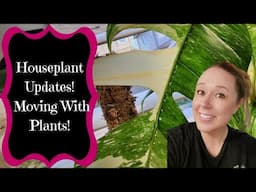 Houseplant Updates!!!! How My 200'ish Houseplants Did Through Moving To A New House! 😬