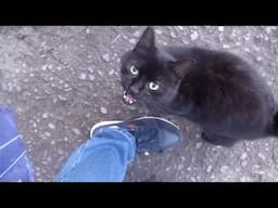 The black cat runs to me because he loves me