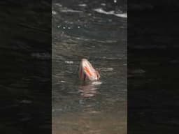 Dry fly crushing cutthroat trout! Check out the full video 😎 #flyfishing