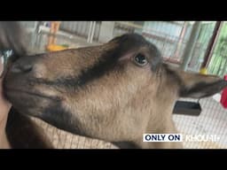 'It's actually disgusting' | HISD student has safety concerns after her goat was killed at FFA barn