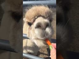 Feeding Alpacas!