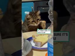 Purrfessional taste tester 😂🐱         🎥: Carmine Santoriello via ViralHog