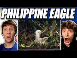 We Get See a Philippine Eagle Chick Grow Up :)