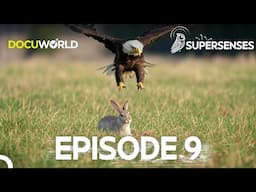 The Magnificent Powers of Winged Predators! Super Senses Episode 9: Fly