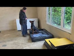 Chinese Red dog puppy development program “BED”