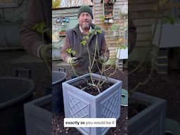 Formative pruning and training￼ of young roses under 24 months old #gardenerben