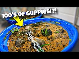 Breeding Colorful Guppies For Profit! (Update)